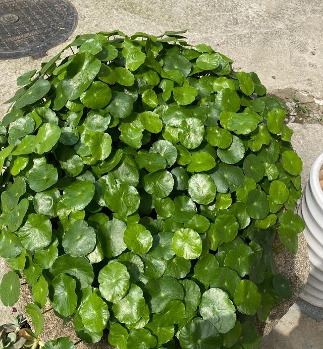 夏天气温高,养铜钱草注意2点,叶子更肥厚油绿,更大更多