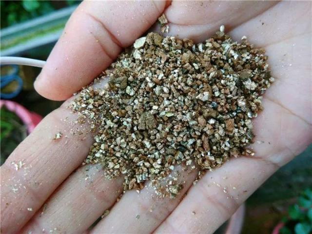 七八月份温度高,赶紧扦插4种花,越热越利于生根