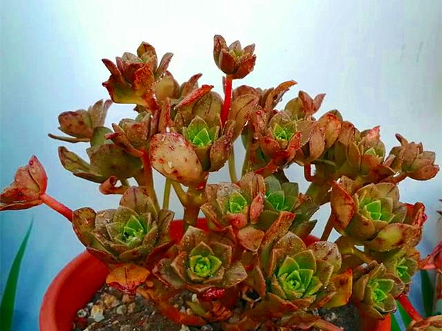 养不好多肉?很重要的一个原因,就是因为对它的出身不够了解