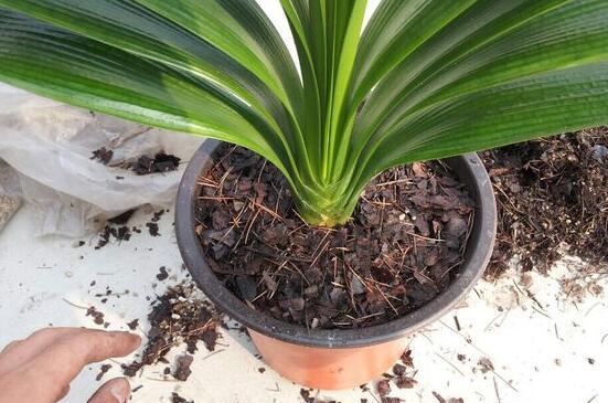 养君子兰,死记硬背5个要点,叶子油绿,年底长满花箭