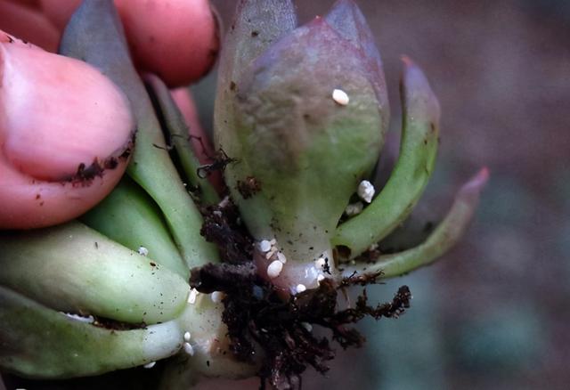 养花得了蚧壳虫,密密麻麻让人头疼,不花一分钱,教你杀灭蚧壳虫