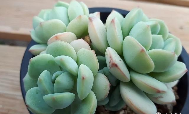 多肉香草夏天这么养护,不徒长不枯根,秋天来时更美艳