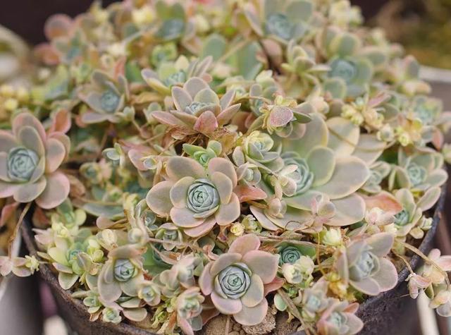 子持莲华长满一大盆好看,怎么做到的?我有秘诀