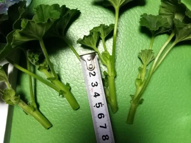 天热扦插3种花,成活率很高,2周就冒大白根!