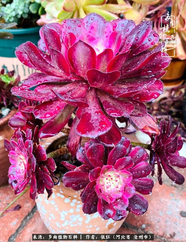 心在哪里,收获就在哪里,养多肉也是如此!