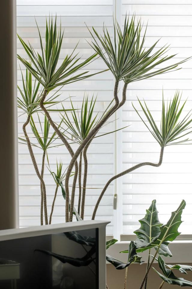 独居女孩买下北京50㎡,变鸡肋为宝藏:装下大客厅+家政间+三分离