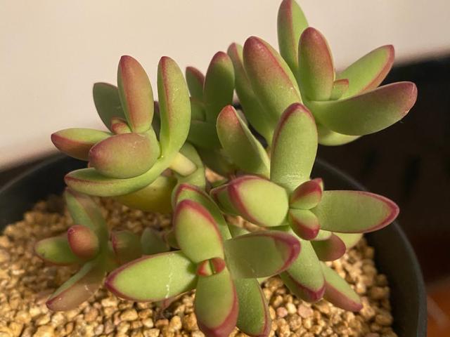 多肉小天狗不单名字很讨喜,出了状态颜色也很贵气,养好很容易