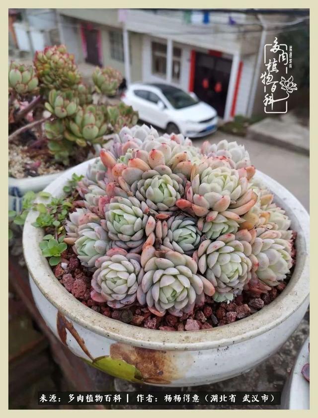 多肉小院之人生若只如初见