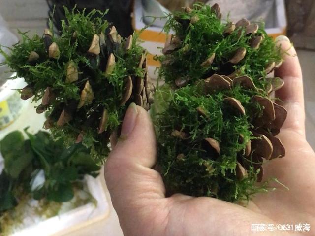 实例解答松果在鱼缸水草缸中的作用,让你能放心地去运用它