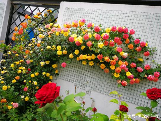 6种“爬藤花”长得快,家有小院赶紧种起来,适合搭建长长的花廊