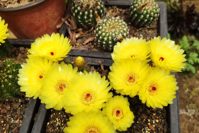 养仙人球也有很多“坑”,老花匠踩过,新手要避免