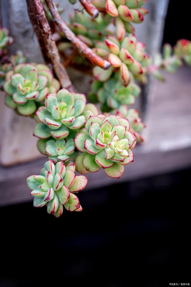 多肉植物进入夏天,浇水要会看,学会“五看法”再不怕浇错水