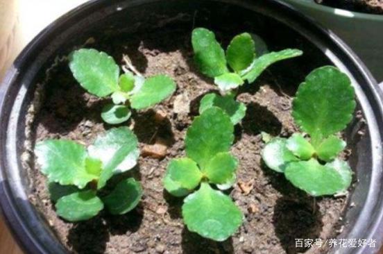 手把手教你长寿花从扦插到开花的养护全程!