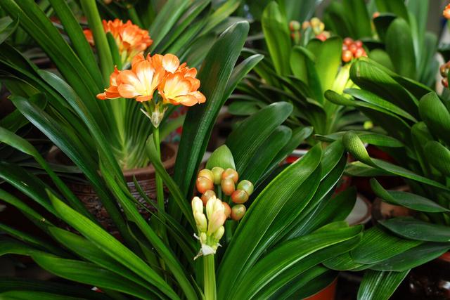 夏季养殖君子兰,环境不同,浇水方式不一样,可别做错了