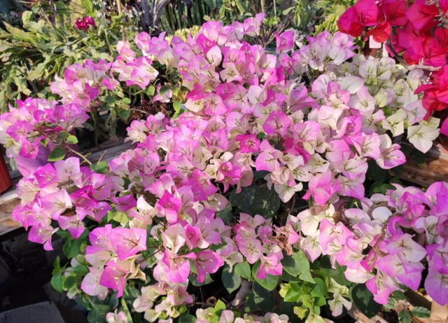 三角梅一直不开花吗?学会“3多1勤”,秋天开花姹紫嫣红