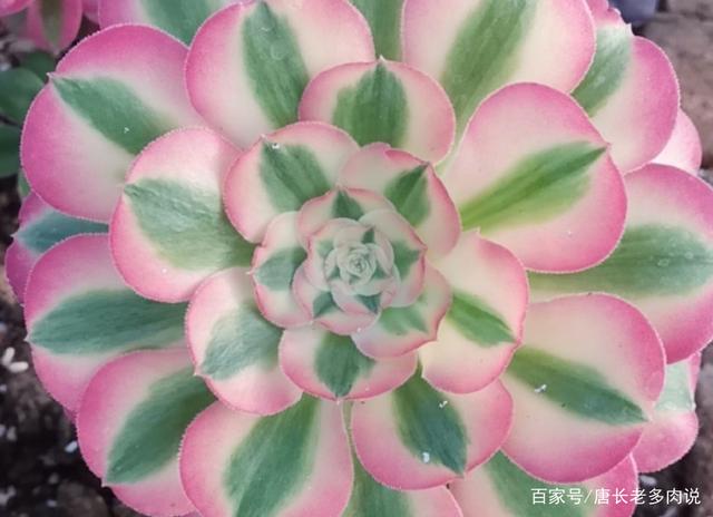 粉女巫法师是粉色系多肉中的颜值大师,它是否唤起了你的少女心?