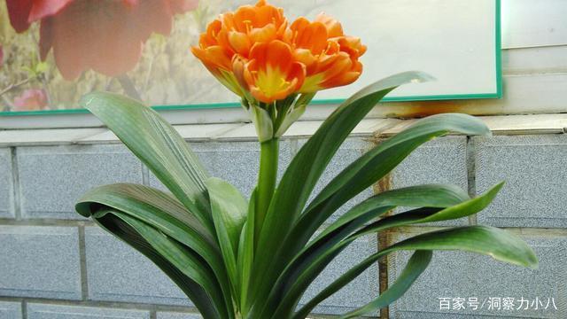 六月养君子兰,接收“三信号”并补水,“咕噜冒芽”次月绽放群花