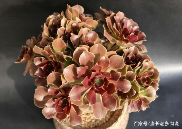 多肉荷兰玫瑰法师和韶秀法师都能长成玫瑰状,你喜欢哪个品种呢?