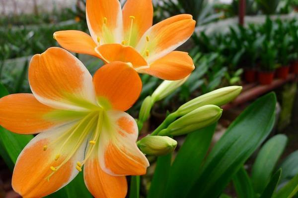 7、8月的君子兰须静养,不要做这三件事,有害无益!