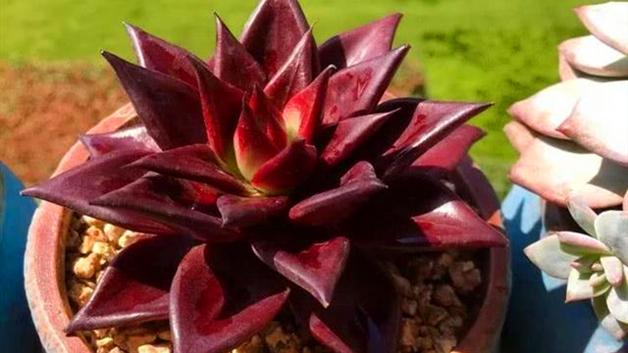 适合新手养的5种多肉,好养不易徒长,封闭阳台养也又美又仙