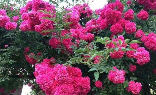 李姑娘的小院中,有花有菜还有树,这日子过得太惬意了