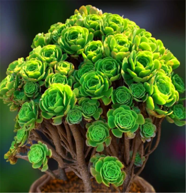 养了3年的多肉法师,狠心做了3件事,反而快速爆出一圈头