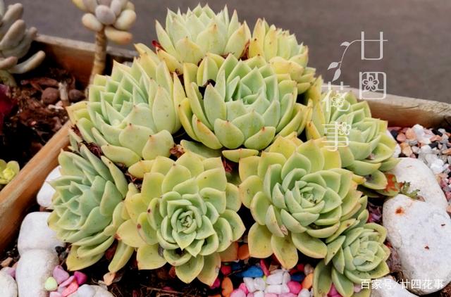 多肉度夏别折腾,不求美丽,但求平安,注意5点轻松“过关”