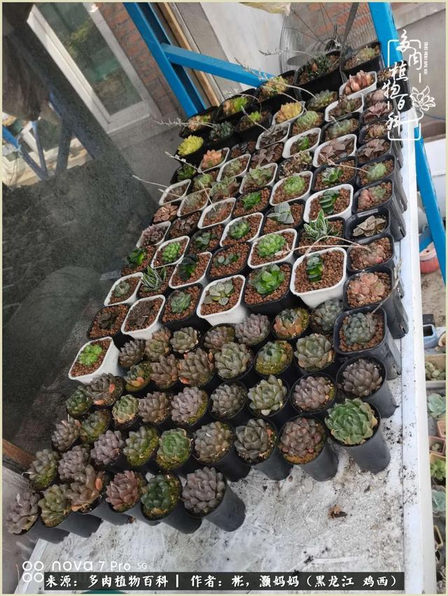 养多肉的这几年,我收获了不一样的生活,不一样的快乐!