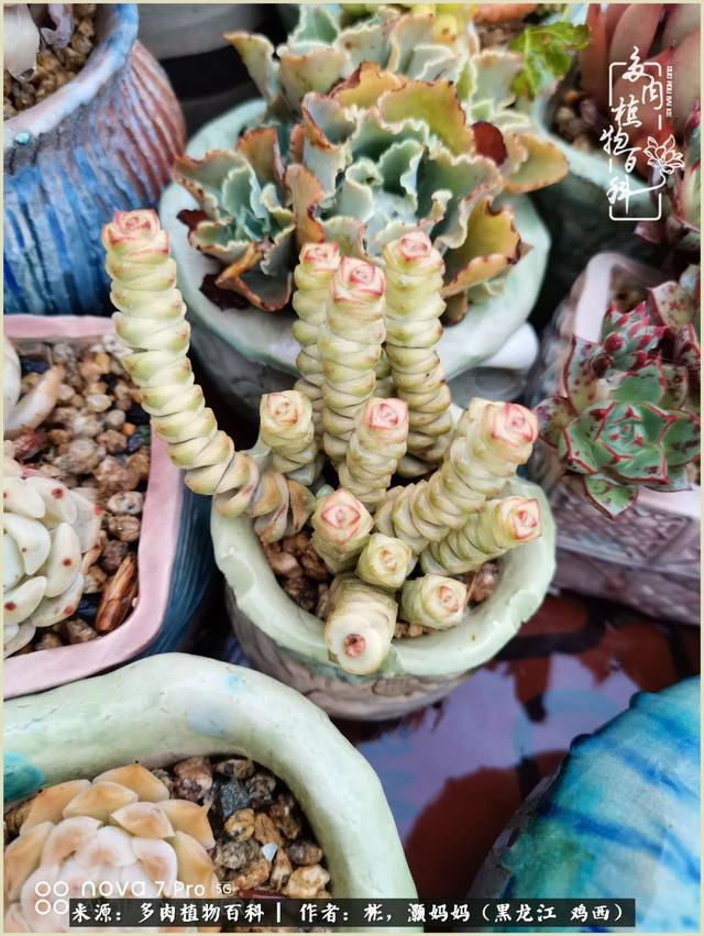 养多肉的这几年,我收获了不一样的生活,不一样的快乐!