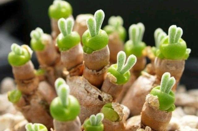 这“三多肉”怕日晒,放在封闭房间,叶片肥美不徒长,依旧长得旺