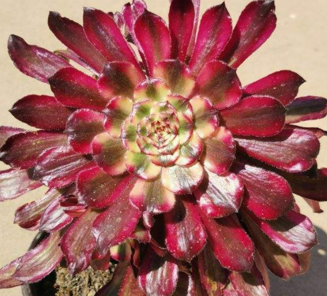 夏天不适合大量购买多肉,但这3种物件,缺一不可