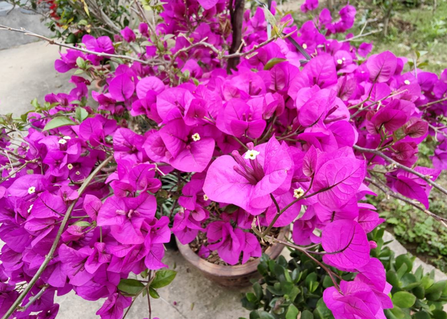 耐旱皮实的三角梅,一年能开大半年,真怕累坏它