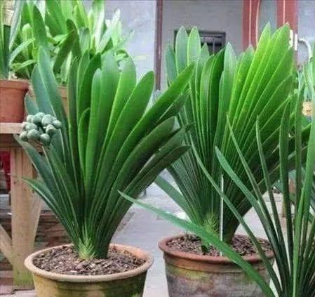 君子兰摆放有“讲究”,3个位置别放,歪七扭八太难看