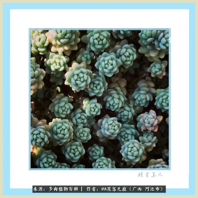 看似漫不经心地养着多肉,却一日看三回都不够!