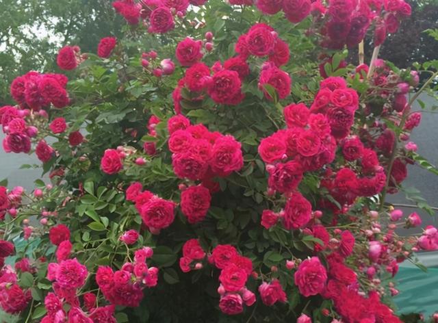 看了她家院子的装扮,我才发现,原来不装修也能“美出天际”