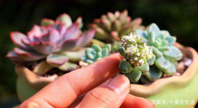 天热叶插多肉:生根、幼苗阶段得格外养护!