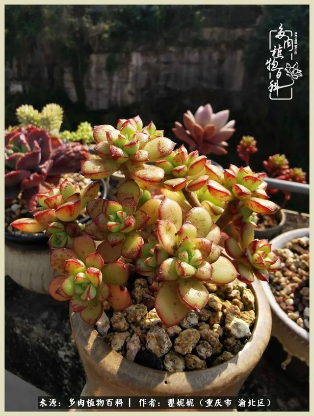 多肉,是我们的同一频率!
