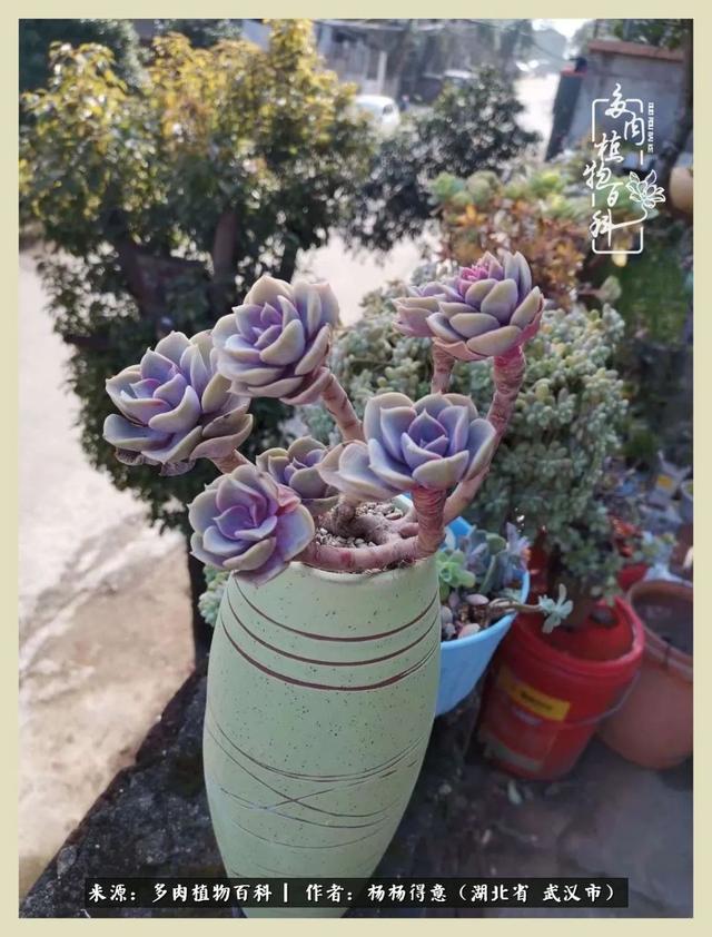 多肉小院之人生若只如初见