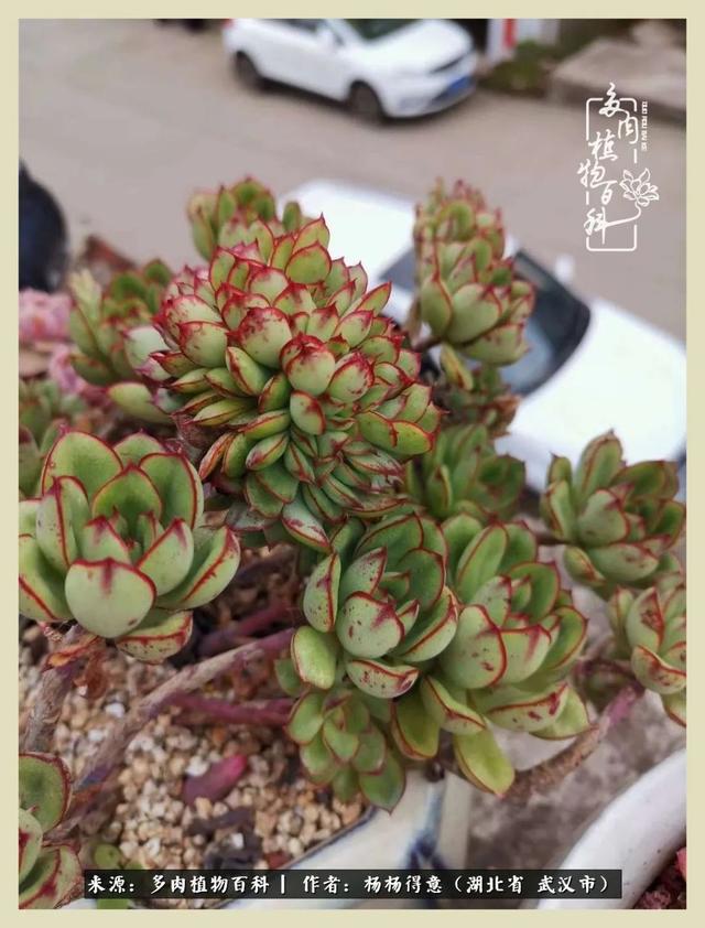 多肉小院之人生若只如初见