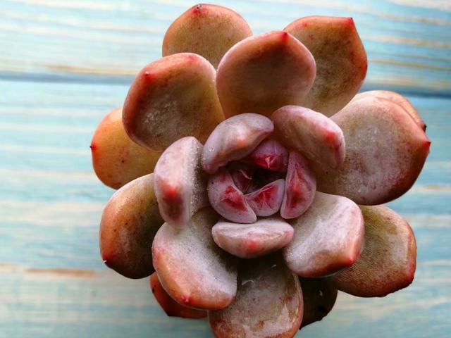 这些多肉出状态后,如梦一样美丽,度夏都不算太难