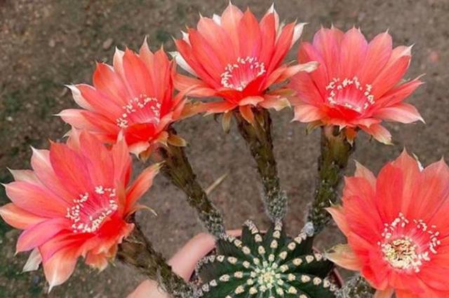 3种仙人球搭配起来,栽进小花盆,多晒少管,开花更多更艳丽