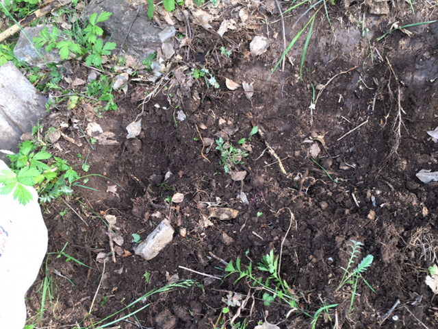 9种土别拿来养花,对花不好,容易黄叶烂根