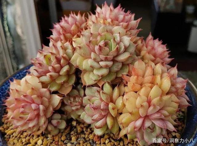 六月养多肉,提前盖好“三被子”,“安全度夏”叶片紧凑不黑腐