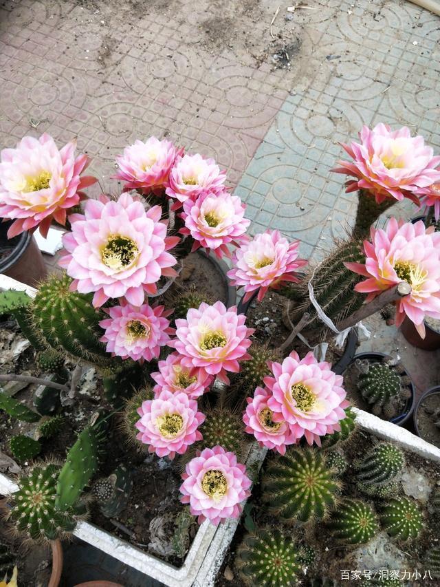 夏天就选这“三多肉”,不惧高温不休眠,温度越高,长势越欢快