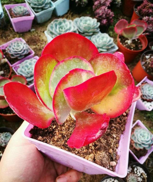 生性“不怕热”的3种多肉,七月放心入,高温也能快速生长