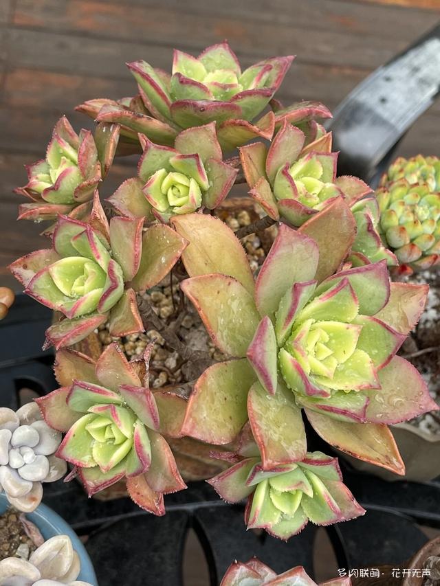 雨后的多肉,你心动了吗
