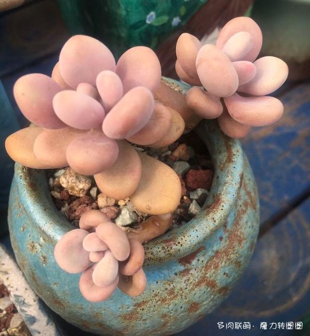 夏日,多肉断舍离