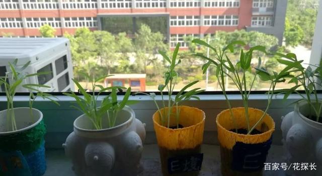 怎么自制花盆算得上有创意?拿这4样改造,好用,各有特色