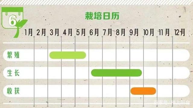 当年播种即可收获的藿香,试试叶子更多、香味更浓的小技巧!