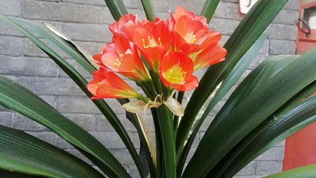 栽培君子兰出现问题,基本是这4个方面的原因,解决方案都在这里